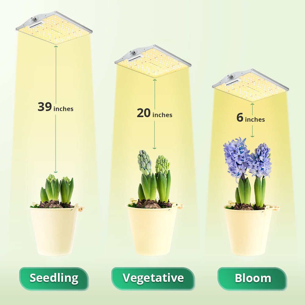 How Far Should LED Grow Lights Be from Plants?  Viparspectra EU
